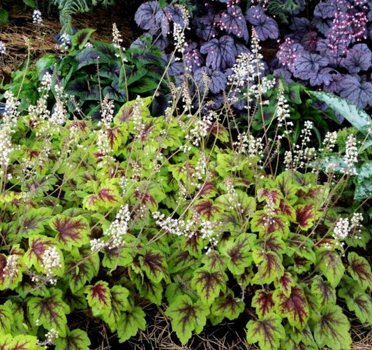 Heucherella 'Stoplight'