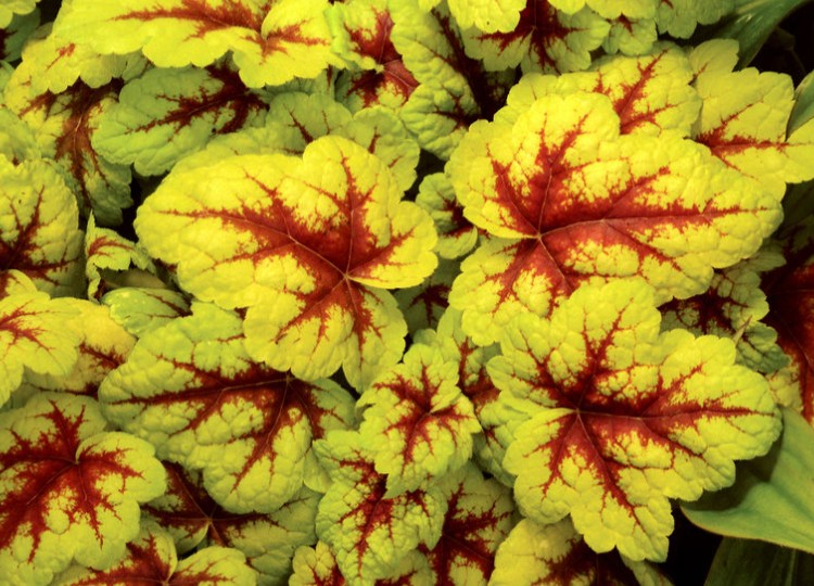 Heucherella 'Stoplight'