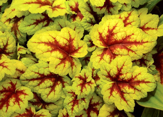 Heucherella 'Stoplight'