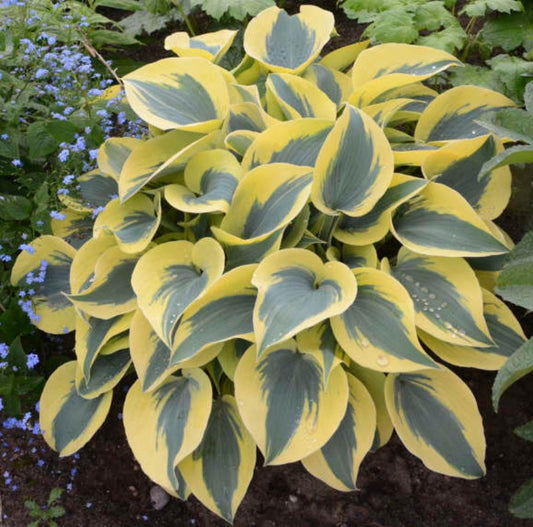 Hosta 'Autumn Frost' - brúska