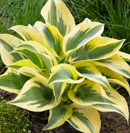 Hosta 'Ben Vernooij' - brúska