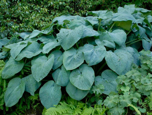 Hosta 'Blue Angel' - brúska