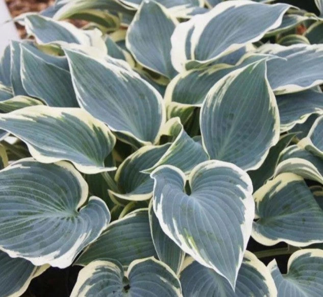 Hosta 'El Niño' - brúska