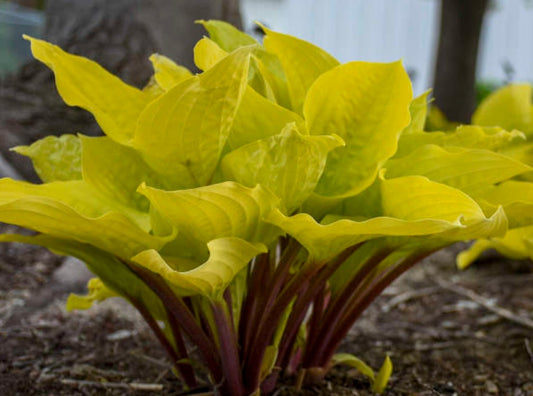 Hosta 'Fire Island' - brúska