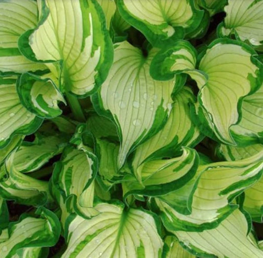 Hosta fortunei 'Albopicta' - forlagabrúska