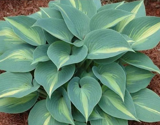 Hosta 'Grand Marquee' - brúska