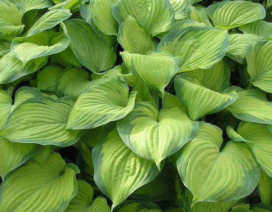 Hosta 'Guacamole' - brúska