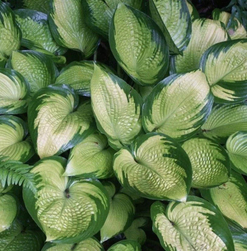 Hosta 'Inniswood' - brúska