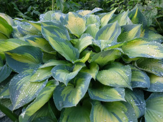 Hosta 'Paul's Glory' - brúska