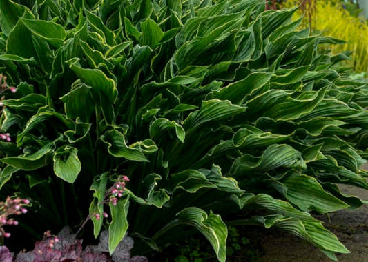 Hosta 'Praying Hands' - brúska