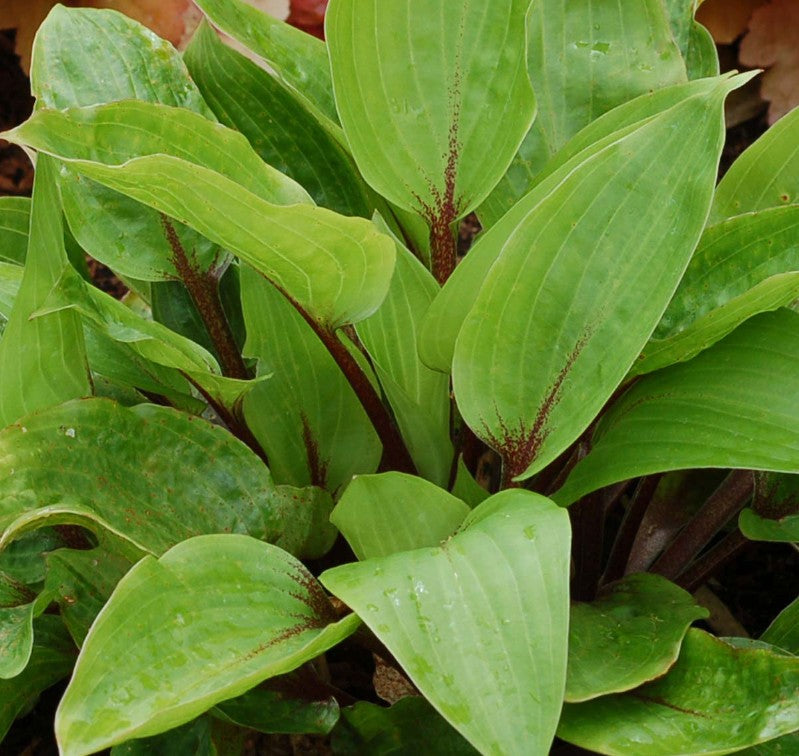 Hosta 'Purple Heart' - brúska