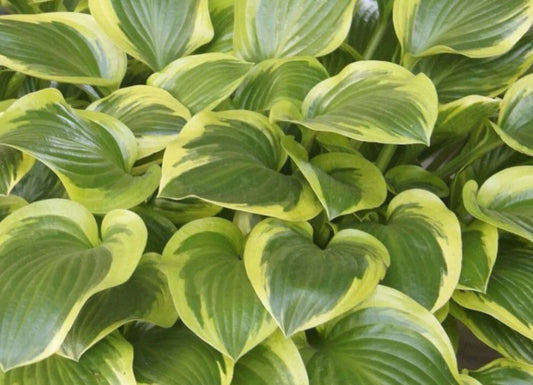Hosta 'Queen Josephine' - brúska