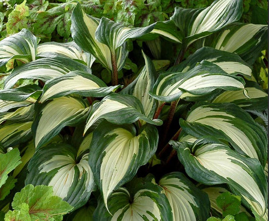 Hosta 'Raspberry Sundae' - brúska