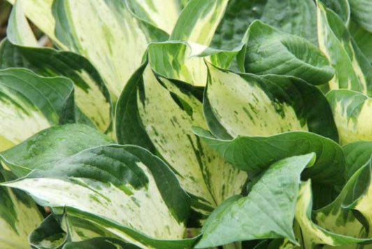Hosta 'Revolution' - brúska