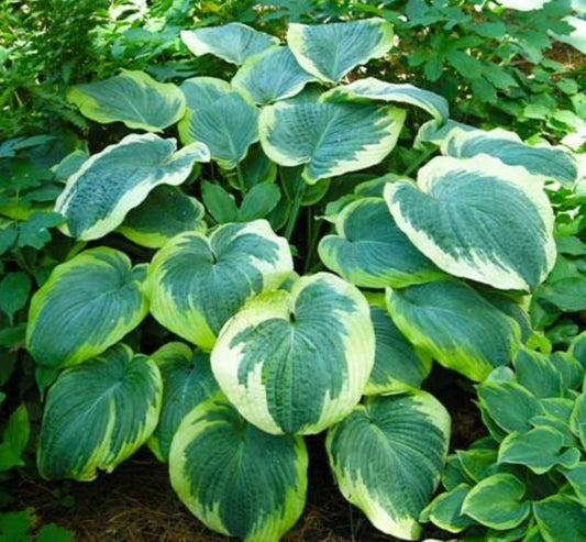 Hosta sieboldiana 'Northern Exposure' - blábrúska