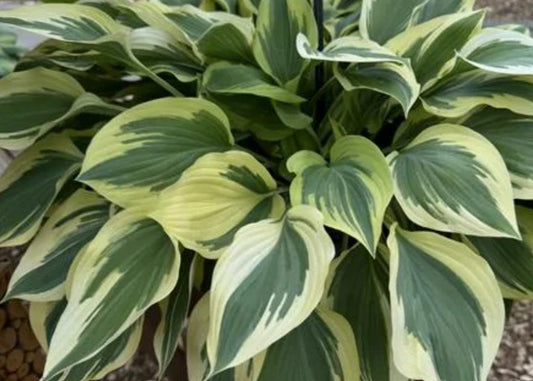 Hosta 'Silk Road' - brúska