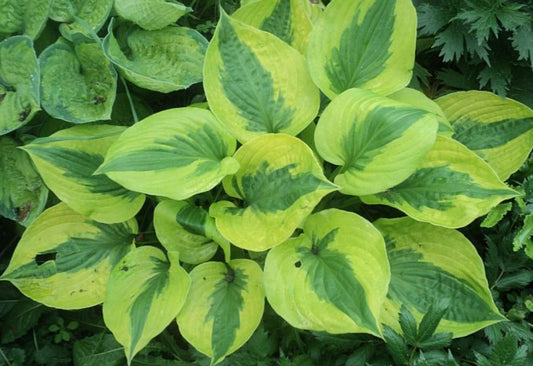 Hosta 'Summer Lovin'' - brúska