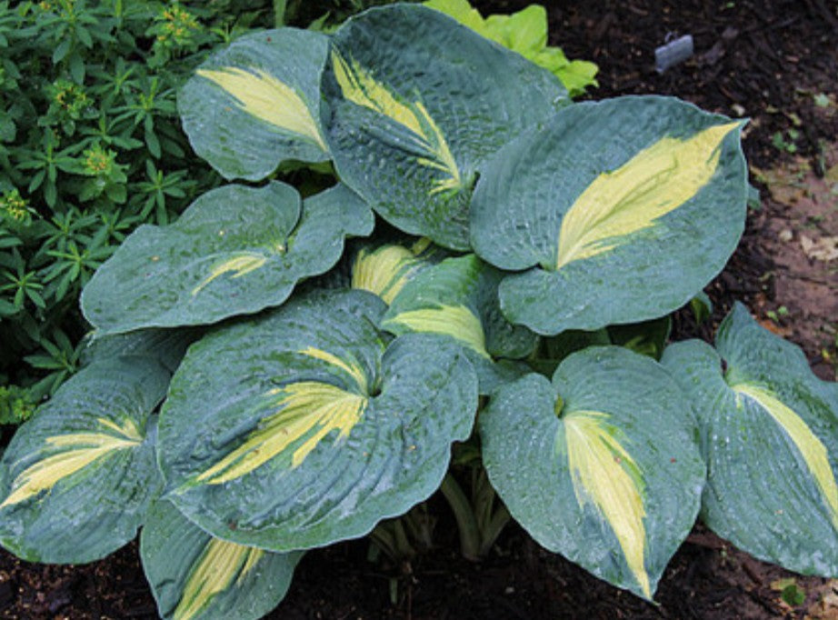 Hosta sieboldiana 'Thunderbolt'
