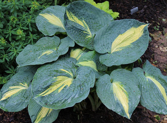 Hosta sieboldiana 'Thunderbolt'