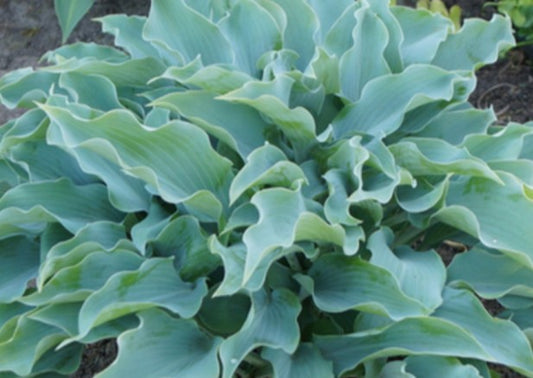 Hosta 'Titanium' - brúska