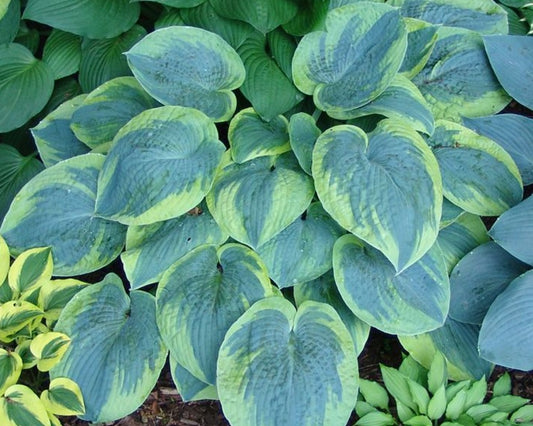 Hosta 'Tokudama Flavocircinalis' - brúska