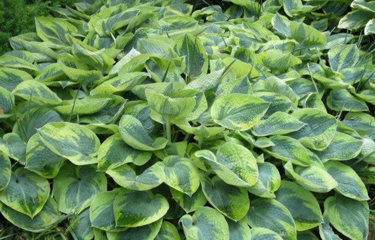 Hosta 'Tokudama Flavocircinalis' - brúska