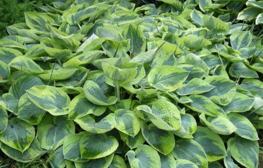 Hosta 'Tokudama Flavocircinalis' - brúska