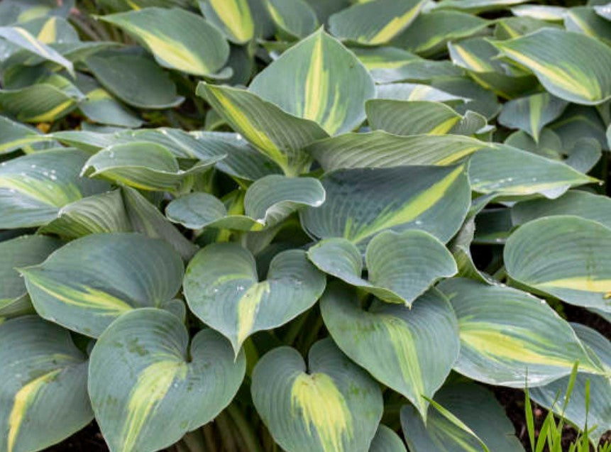 Hosta 'Touch of Class' - brúska