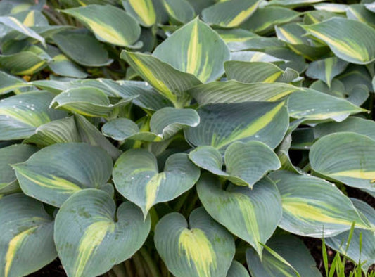 Hosta 'Touch of Class' - brúska