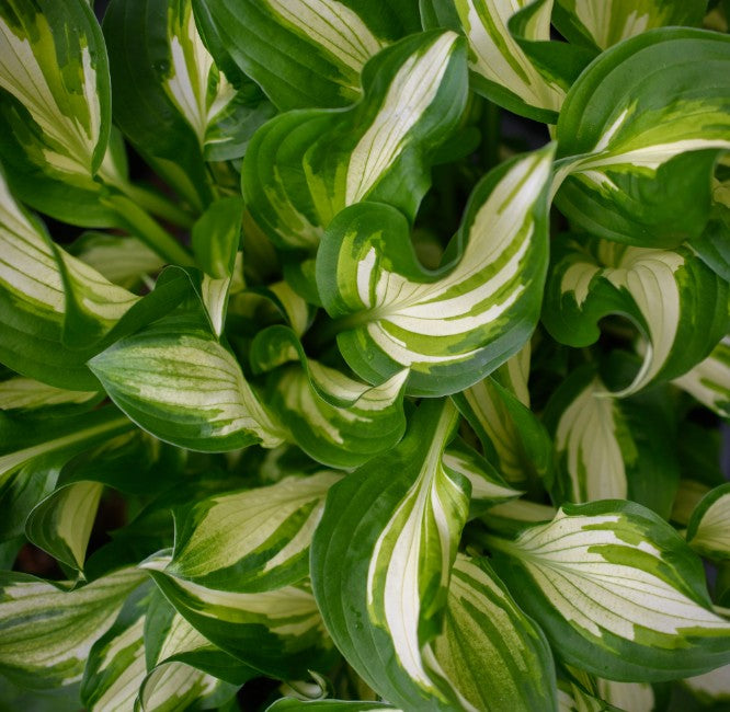 Hosta undulata 'Univittata' - bylgjubrúska