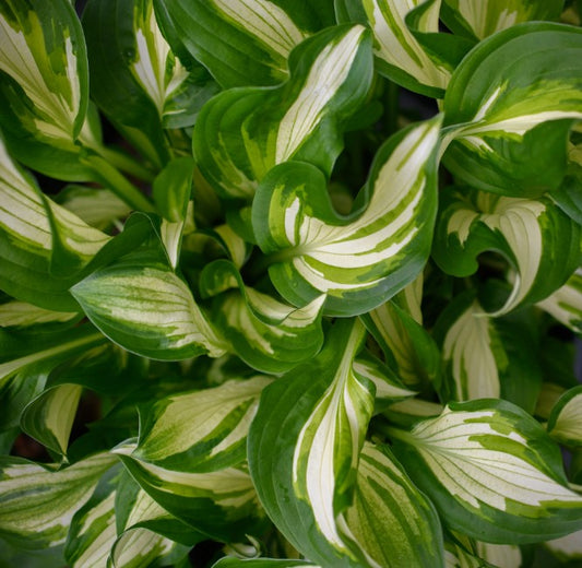 Hosta undulata 'Univittata' - bylgjubrúska