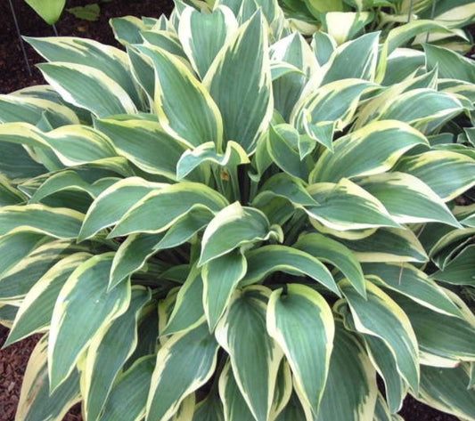 Hosta 'Wolverine' - brúska