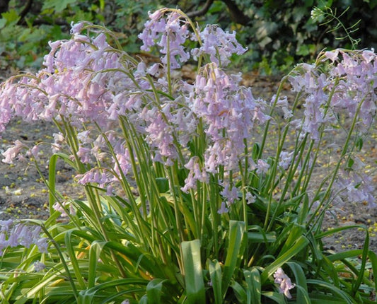 Hyacinthoides hispanica 'Rose Queen' - spánarklukkulilja