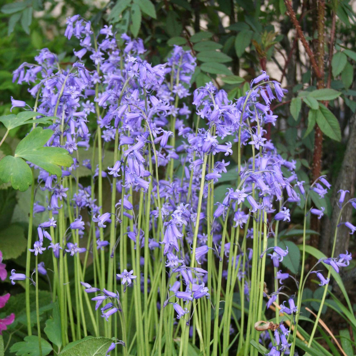 Hyacinthoides non-scripta - lotklukkulilja