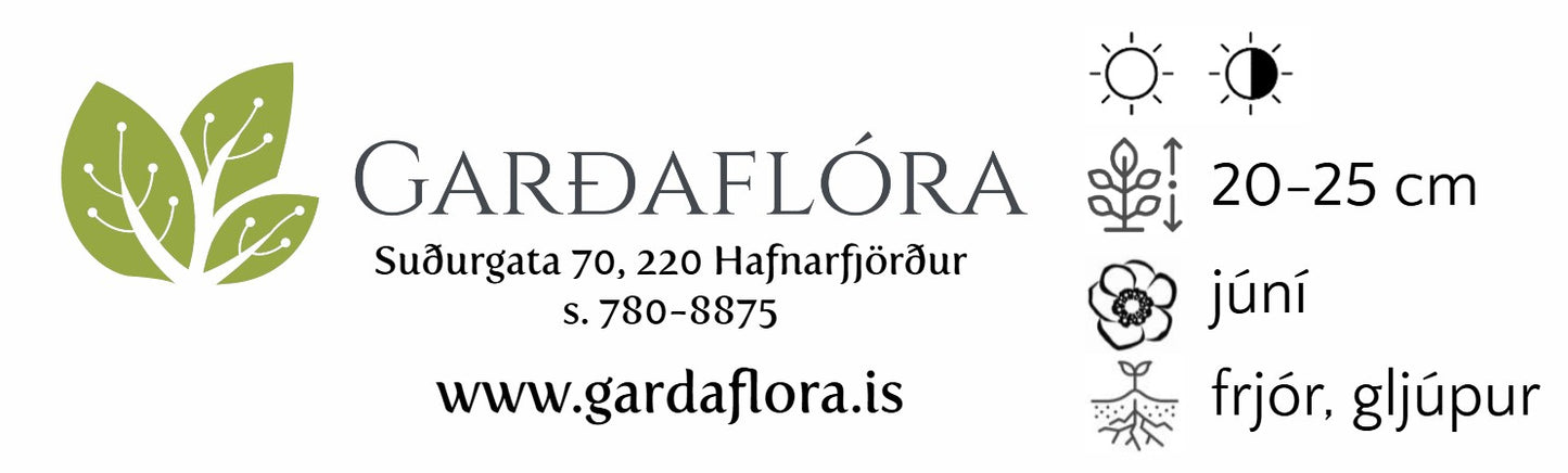 Hyacinthoides non-scripta - lotklukkulilja