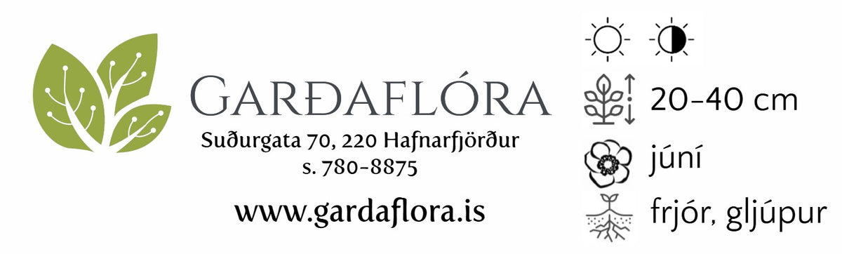 Hyacinthoides non-scripta - lotklukkulilja