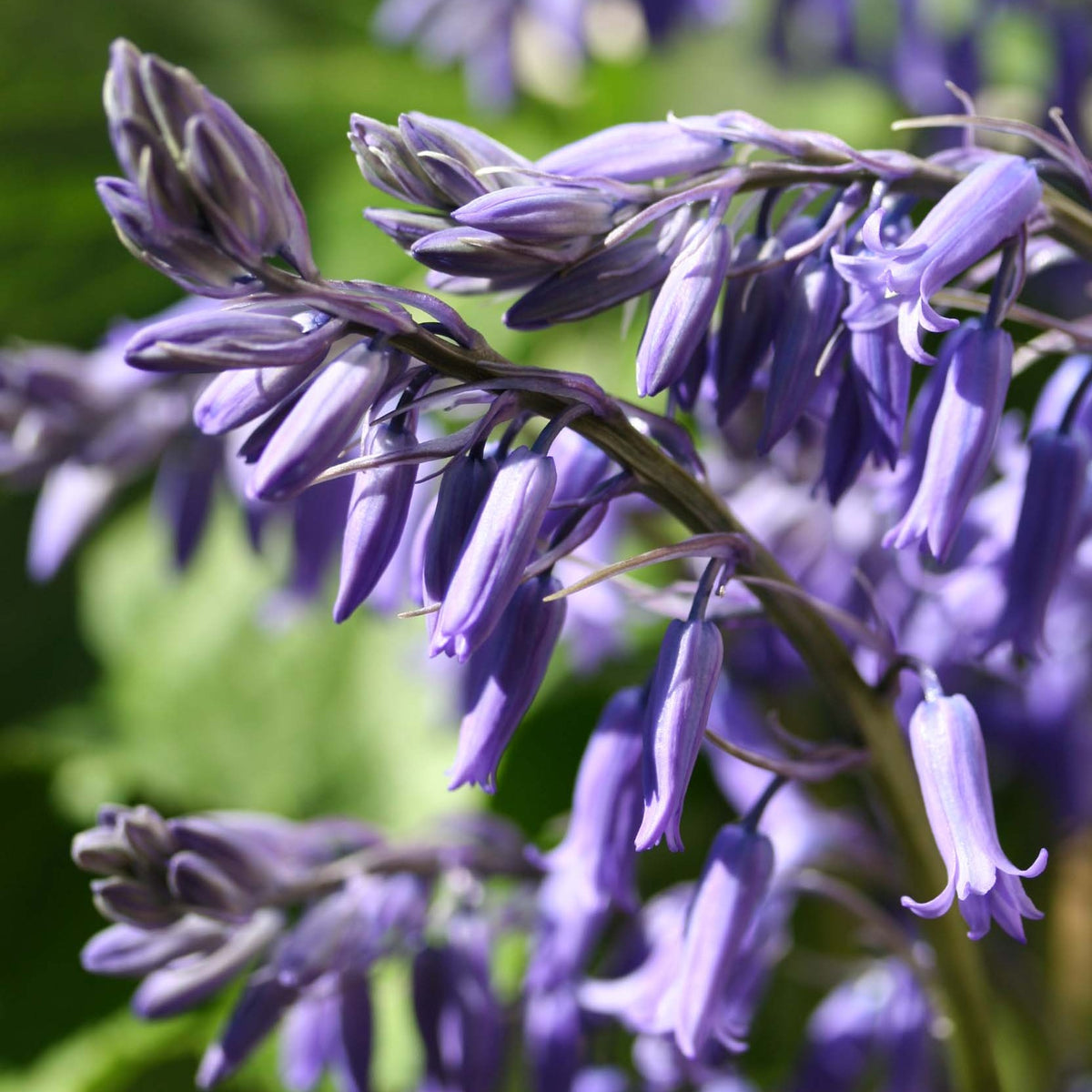 Hyacinthoides non-scripta - lotklukkulilja