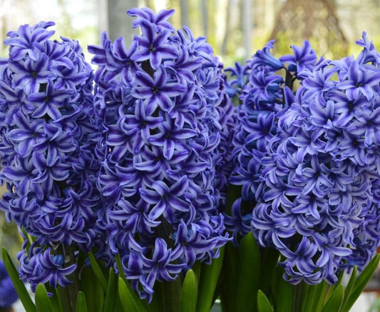 Hyacinthus 'Blue Jacket' - goðalilja