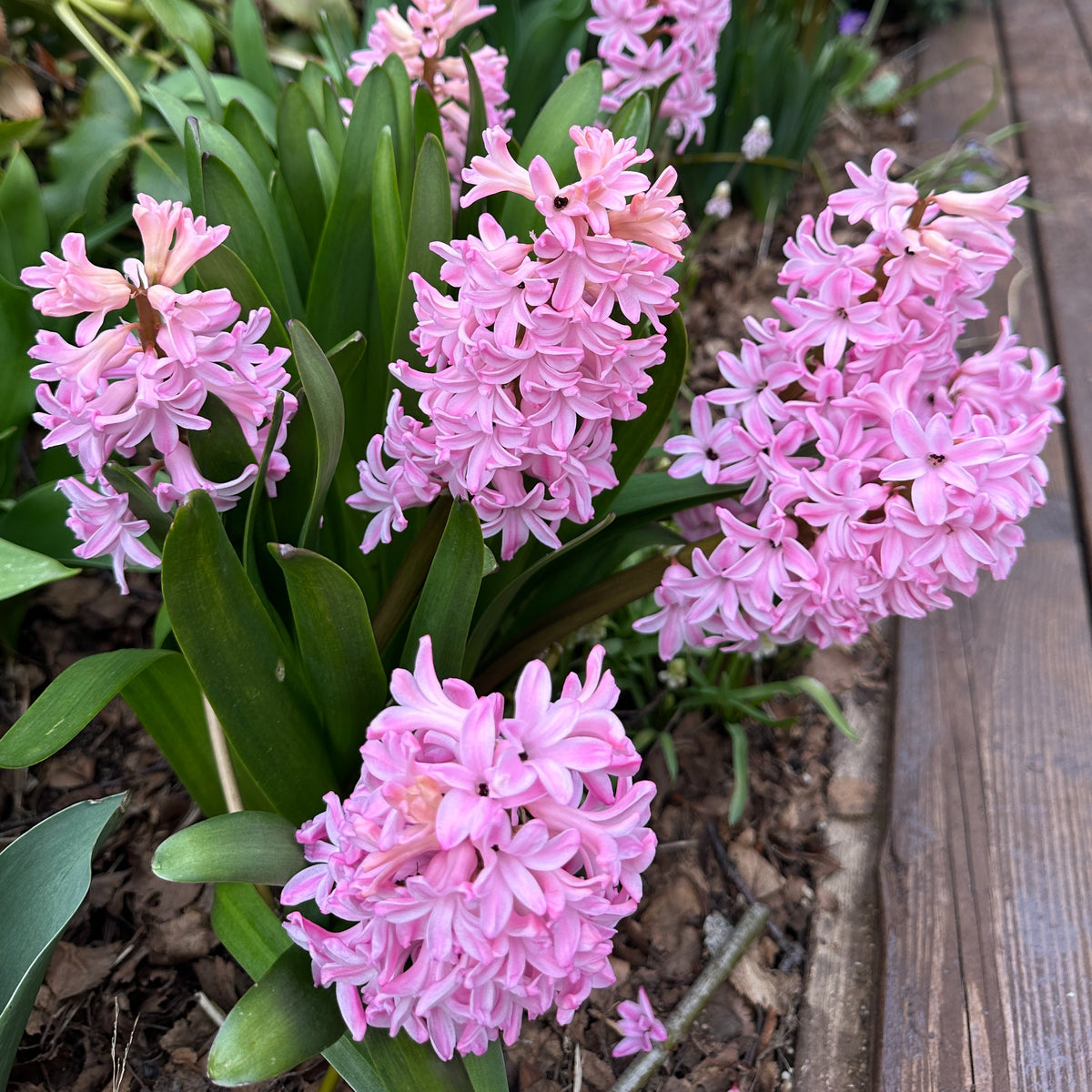 Hyacinthus 'Fondant' - goðalilja