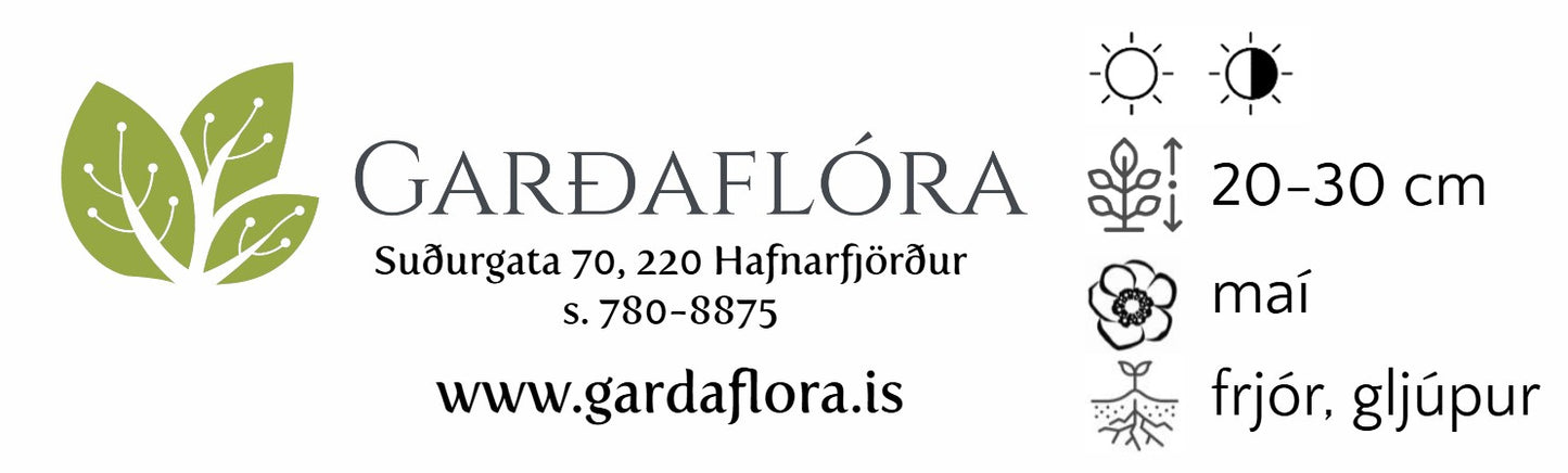 Hyacinthus 'Fondant' - goðalilja