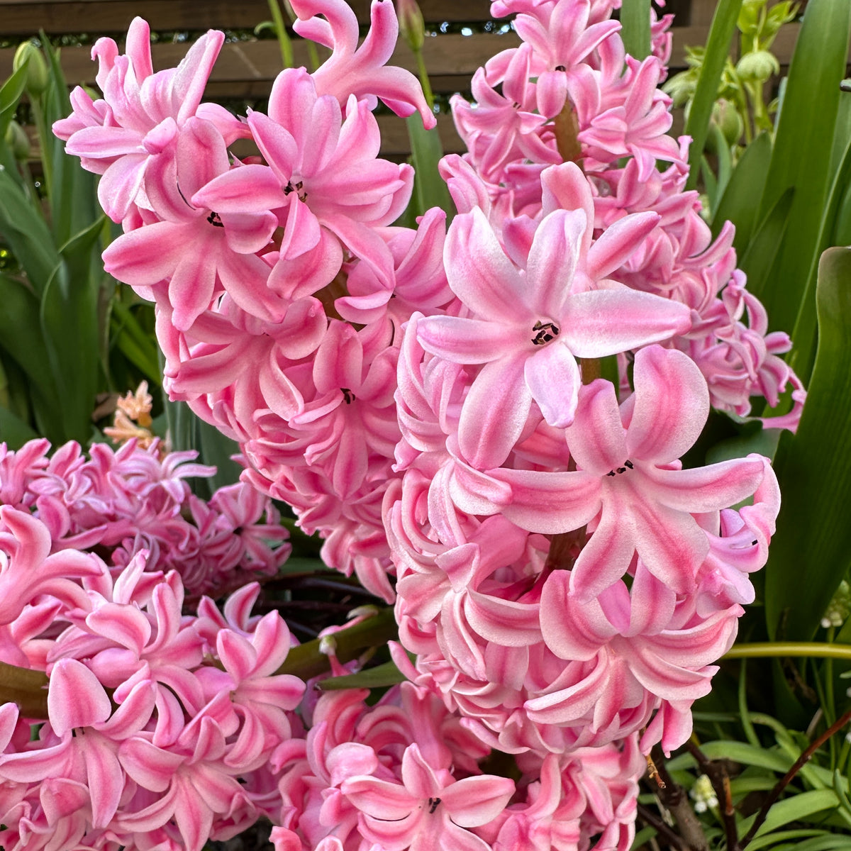 Hyacinthus 'Fondant' - goðalilja