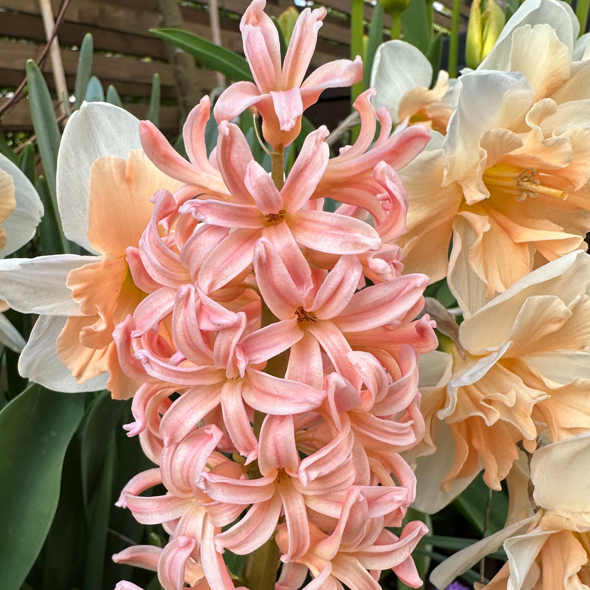 Hyacinthus 'Gipsy Queen' - goðalilja