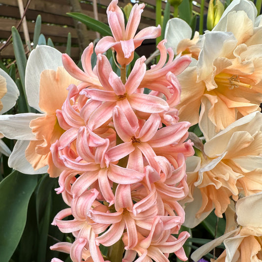 Hyacinthus 'Gipsy Queen' - goðalilja