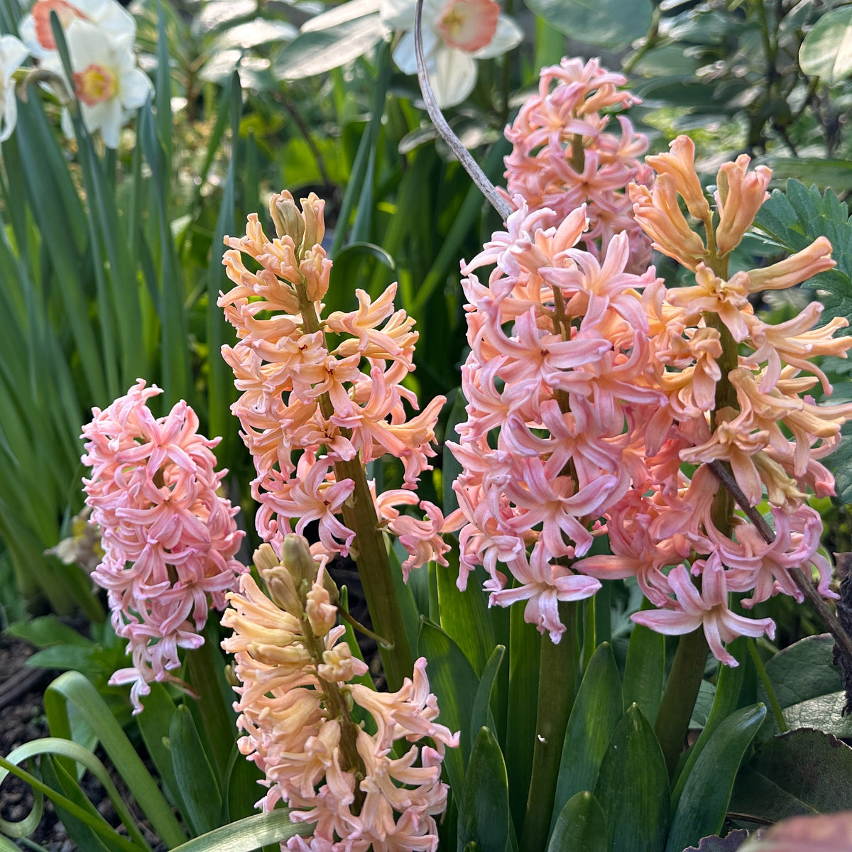 Hyacinthus 'Gipsy Queen' - goðalilja
