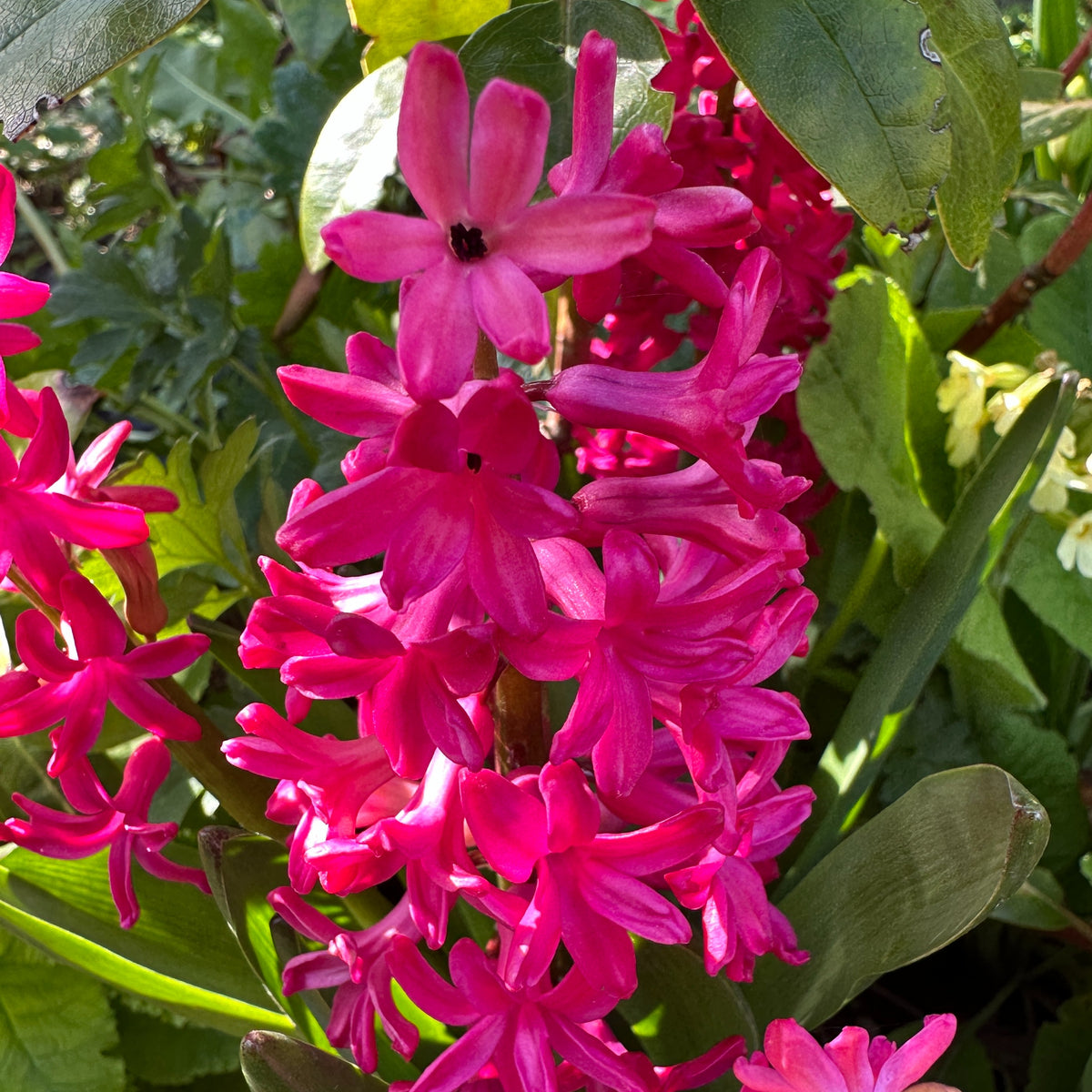 Hyacinthus 'Jan Bos' - goðalilja
