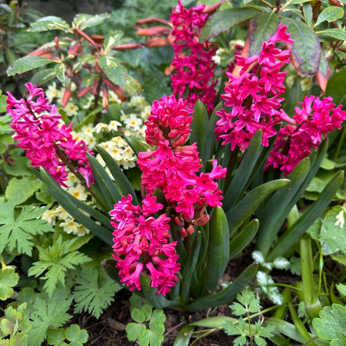 Hyacinthus 'Jan Bos' - goðalilja