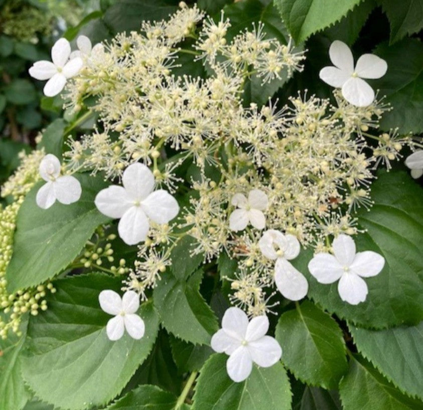Hydrangea petiolaris - klifurhind