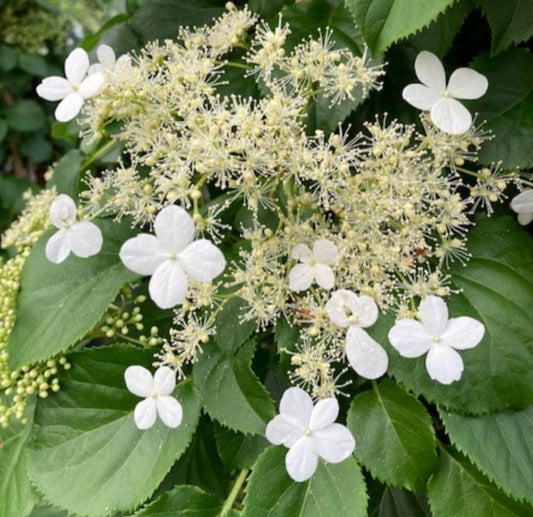Hydrangea petiolaris - klifurhind
