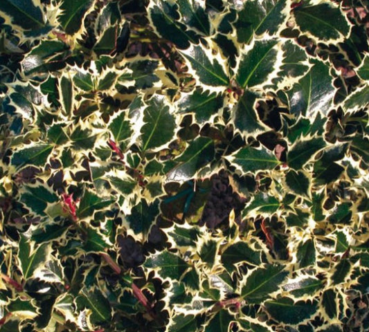 Ilex aquifolium 'Silver Queen' - kristsþyrnir