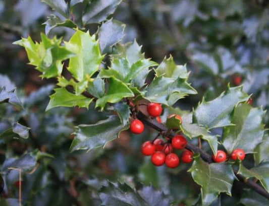 Ilex meserveae 'Blue Angel' - kristþyrnir